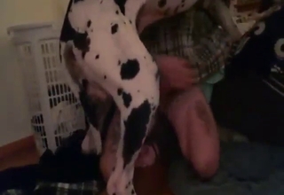 Dude uses his crafty hands to jerk off a dog