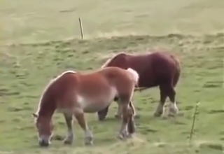Horses with brown fur fucking each other hard