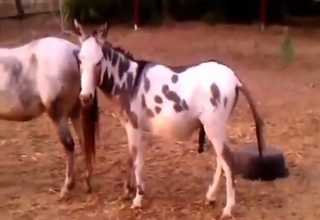 Hot horse love scene with two beasts fucking