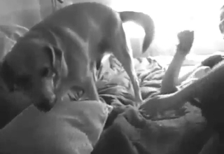 B&W zoophile play with plenty of teasing