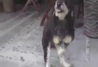 Guys, this dog can actually masturbate on cam