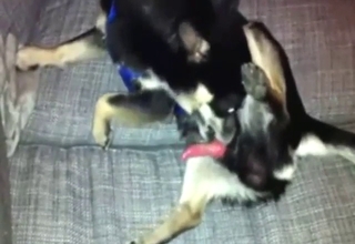 Dog wants to masturbate and taste its own penis