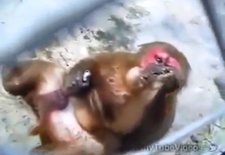 Monkey jacking off while it shows its hard peen