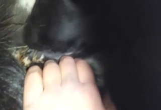 Mare is going to get licked by a sexy doggo