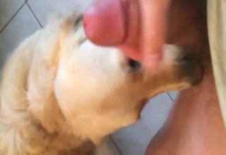 Guy has a submissive mutt licking his penis