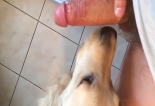 Guy has a submissive mutt licking his penis