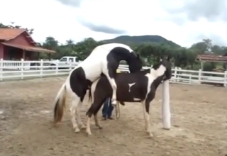 Horse-on-horse fucking with amazing animals