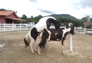 Horse-on-horse fucking with amazing animals