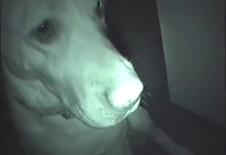 Dude has a black dog he wants to power-fuck