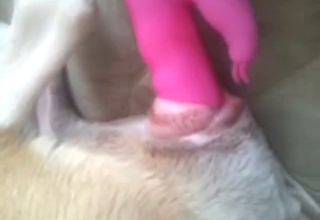 Fat older gal gets her vagina licked by a doggo