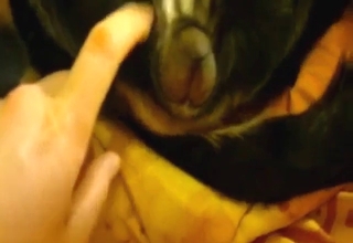 Dog's hot pussy getting teased in a POV video