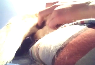 Zoophile doesn't want to way, wants to lick ass