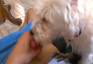 Boy has a nice stiff penis and the dog is horny