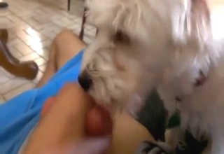 Boy has a nice stiff penis and the dog is horny