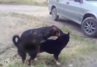 Hot-ass dog gay fuck with slutty animals going off