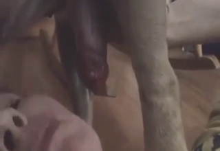 Bulldog is going to fuck this dude's gay mouth