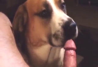 Horny animal with a sexy tongue pleasing his ass