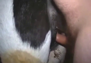 Cow is going to get fucked from behind, deeper