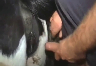 Cow is going to get fucked from behind, deeper