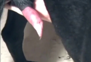 Dude is happy to fool around with different dogs