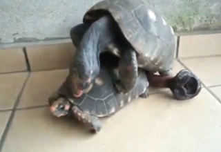 Gay turtles fucking ass and enjoying orgasms