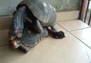 Gay turtles fucking ass and enjoying orgasms