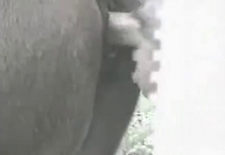 Animal and a guy with a huge dick