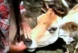 Cow licks a hard cock of a zoophile