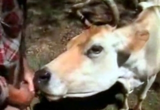 Cow licks a hard cock of a zoophile