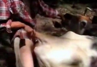 Cow licks a hard cock of a zoophile