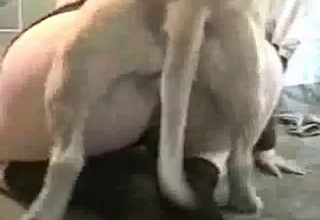 Cute small dog nicely drilled a tight hole