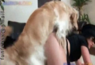 Awesome doggy likes dirty bestiality sex