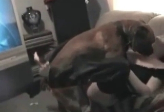 Tight pussy gets impaled by horny doggy