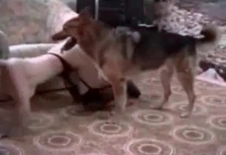 Wife and dog fuck like crazy rabbits