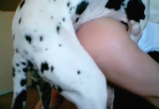 Small tight cunt for a cute Dalmatian