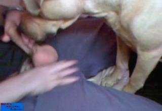 Dog licks and sucks a dick