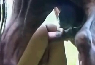 Anal gets creampied by animal