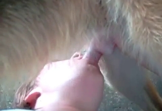 Zoo slut gives her dog a good blowjob