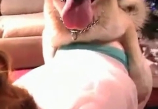 Dogs banged my wife in hardcore style