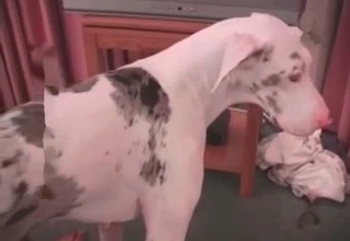Dalmatian and a horny amateur zoophile