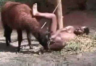 Ebony zoophile gets banged by farm animal