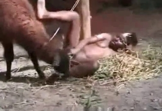 Ebony zoophile gets banged by farm animal