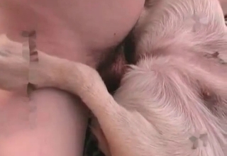 Sex in the missionary pose with animal