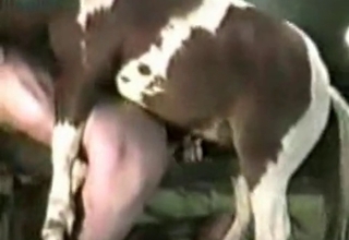 Dirty pony in the farm bestiality